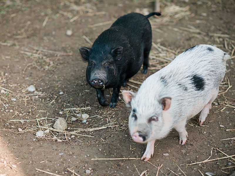 Hof Rickenbach Tiere Schweine